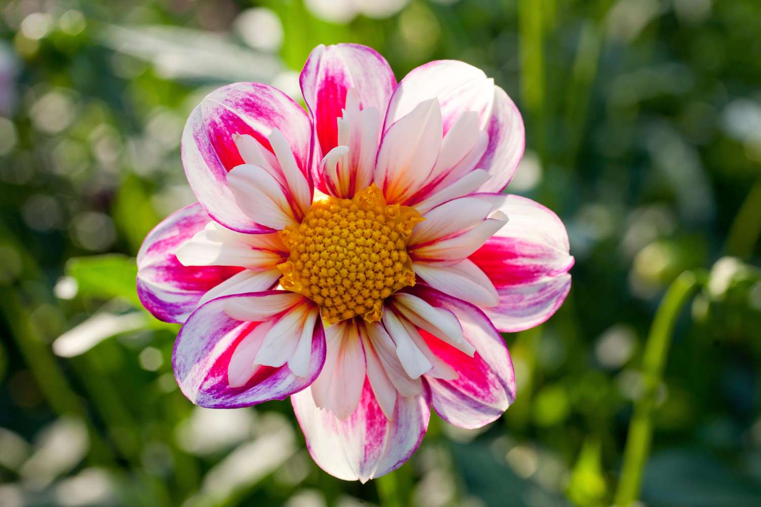 Daalia 'Bumble Rumble'